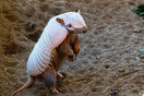 Overweight armadillos put on a post-Christmas diet