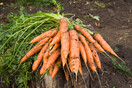 Τρεις νόστιμες συνταγές για τα απίθανα χειμωνιάτικα καρότα