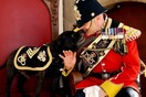 Βρετανία: Κηδεία με (σχεδόν) στρατιωτικές τιμές σε σκύλο - μασκότ ένωσης απόστρατων