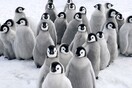 Οι πιγκουίνοι «βοηθούν» τους επιστήμονες να μελετήσουν την κλιματική αλλαγή στην Ανταρκτική