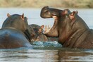 Ναμίμπια: ΟΙ αρχές προειδοποιούν για αδέσποτους ιπποπόταμους σε κατοικημένες περιοχές
