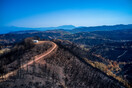 Μπένος: Η αναγέννηση του καμένου δάσους στην Εύβοια θα αρχίσει από φέτος