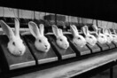 Ιστορικό δημοψήφισμα στην Ελβετία για την απαγόρευση των ιατρικών δοκιμών σε ζώα