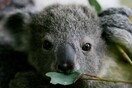 Αυστραλία: Στη λίστα των υπό εξαφάνιση ειδών τα κοάλα 