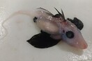 'Very rare' baby ghost shark found by scientists