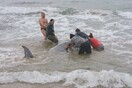 Κέρκυρα: Επιτυχής διάσωση για δύο ραμφοφάλαινες στα δυτικά του νησιού