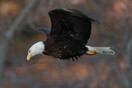 Most U.S. eagles suffer from lead poisoning, study suggests