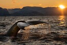 Κέρκυρα: Επιτυχής διάσωση και τρίτης ραμφοφάλαινας