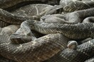 Έκρυψε 52 ζωντανά φίδια και σαύρες στο παντελόνι του για να τα εισάγει στις ΗΠΑ