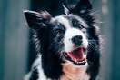 Έρευνα: Οι σκύλοι μυρίζουν με ακρίβεια 100% τους ασυμπτωματικούς στον κορωνοϊό 