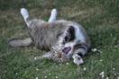 To Μέριλαντ απαγορεύει την αφαίρεση νυχιών από τις γάτες - «Βάρβαρη και αχρείαστη τακτική» 