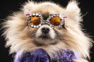 Ντέξτερ: Το πομεράνιαν που ντύθηκε «Έλτον Τζον» σε εκδήλωση για σκύλους -Με γυαλιά και μίνι πιάνο