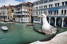 Βενετία: Ξενοδοχεία δίνουν νεροπίστολα σε τουρίστες, για να διώχνουν τους «επιθετικούς» γλάρους