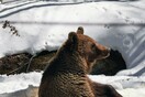 Οι αρκούδες ξύπνησαν στο Νυμφαίο και κάνουν τις πρώτες βόλτες τους