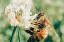 Μια πόλη κρύβει τις μηχανές του γκαζόν για έναν μήνα για να βοηθήσει τις μέλισσες