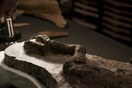 ΗΠΑ: Ερευνητές βρήκαν το πρώτο απολίθωμα δεινοσαύρου «που συνδέεται με χτύπημα αστεροειδούς»