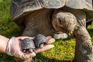 Οι πρώτες γιγάντιες χελώνες Γκαλαπάγκος γεννήθηκαν σε ζωολογικό κήπο της Αγγλίας