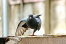 «Τα πουλιά δεν είναι αληθινά»: Στα άδυτα της πιο αστείας θεωρίας συνωμοσίας