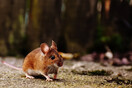 Ένα ποντίκι ίσως κρατά το «κλειδί» της αναγέννησης του νωτιαίου μυελού: Τι ανακάλυψαν επιστήμονες