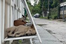 Ταϊλάνδη: Τα αδέσποτα σκυλιά βρίσκουν καταφύγιο σε κατασκευές από διαφημιστικές πινακίδες