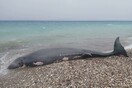 Ζιφιός ξεβράστηκε νεκρός σε παραλία της Ρόδου
