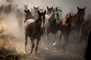Κολοράντο: 95 άγρια άλογα νεκρά, πιθανότατα εξαιτίας ιού