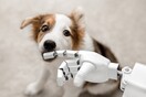 Έφηβη έφτιαξε ρομπότ που χαϊδεύει τον σκύλο όταν λείπει ο ιδιοκτήτης 