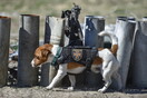 Patron, ο πιο μικρός «μαχητής» της Ουκρανίας- Ο Ζελένσκι βράβευσε σκύλο που εντοπίζει νάρκες