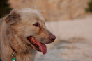 Ηράκλειο: Είχε 38 σκύλους σε «μη κατάλληλες συνθήκες»- Πρόστιμα και σύλληψη