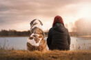 Μύκονος: Δίνουν 1.000 το μήνα για babysitting σκύλου - H αγγελία στο Διαδίκτυο που έγινε viral