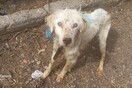 Τυφλός σκύλος ήταν μόνιμα αλυσοδεμένος σε περίφραξη σπιτιού - Απομακρύνθηκε και «ζητά» σπίτι