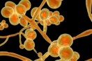 Μύκητας Candida auris: Τι είναι, πού τον συναντάμε και πόσο πρέπει να ανησυχούμε 