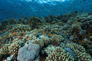 Κοραλλιογενείς ύφαλοι 