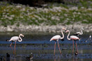 Δίκτυο Natura 2000: Γιορτάζει 30 χρόνια με 30 εκδηλώσεις σε όλη την Ελλάδα