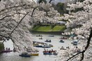 Japan's famous cherry blossom season is out of whack