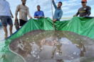 Watch a Giant Stingray’s Safe Return to Its River Home