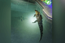 Φλόριντα: Αν βουτούσαν στην πισίνα τους τη νύχτα, θα έπεφταν πάνω σε τεράστιο αλιγάτορα