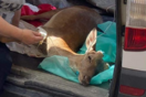 Ρόδος: Κυνηγοί εντόπισαν τραυματισμένο ελάφι και το διέσωσαν