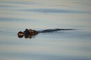 Άνδρας έψαχνε για φρίσμπι σε λίμνη γεμάτη αλιγάτορες – Το αποτέλεσμα δραματικό 