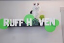 This Utah animal shelter is a safe haven for owners going through drug or alcohol treatment
