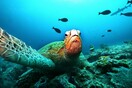Θαλάσσια κλιματική αλλαγή: Μπορεί να επιβιώσει η θαλάσσια ζωή μας;