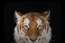Πώς πείθεις μία τίγρη να ποζάρει; Ο φωτογράφος Brad Wilson μιλά στη LiFO για τα αδιανόητα πορτρέτα άγριων ζώων