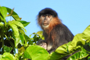 Ο «μυστηριώδης υβριδικός πίθηκος» της Μαλαισίας θα μπορούσε να είναι αποτέλεσμα απώλειας οικοτόπων
