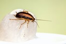 Εταιρεία δίνει 2.000 δολάρια για να «φιλοξενήσετε» 100 κατσαρίδες στο σπίτι σας