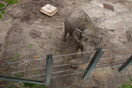 ΗΠΑ: Η ελεφαντίνα Happy δεν έχει τα ίδια δικαιώματα με τους ανθρώπους -Θα παραμείνει σε ζωολογικό κήπο