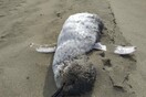 bodies of hundreds of little blue penguins wash ashore in New Zealand