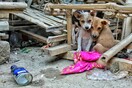 Θεσσαλονίκη: Πρόστιμο 4.000 ευρώ σε 60χρονη- Είχε 16 σκυλιά σπίτι της σε άθλιες συνθήκες
