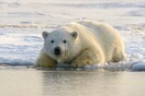 Polar bears found thriving despite lack of sea ice offer hope for species