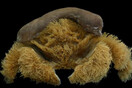 Ανακαλύφθηκε νέος, «φουντωτός» κάβουρας στη Δυτική Αυστραλία - «Φοράει» σφουγγάρι σαν καπέλο για προστασία 