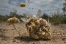 Winners of the 2022 BigPicture Natural World Photography Contest Celebrate Biodiversity